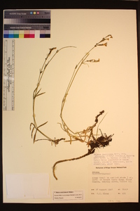 Silene verecunda image